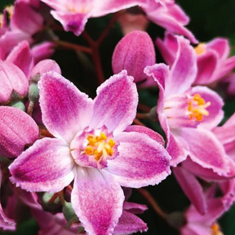 Deutzia Million Stars Pink Cloud - Deucia (Floración)