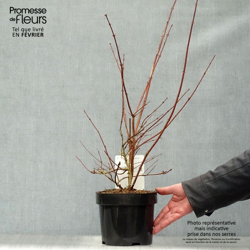 Deutzia Perle Rose Maceta 3L/4L Ejemplar entregado en invierno