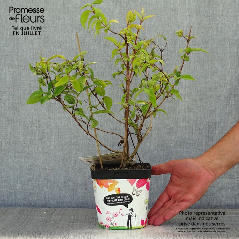Ejemplar de Deutzia magnifica Tourbillon Rouge Maceta 2L/3L entregado en verano
