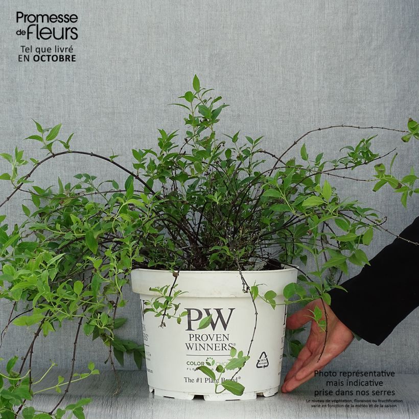 Ejemplar de Deutzia Yuki Cherry Blossom Maceta 7,5L/10L entregado en otoño