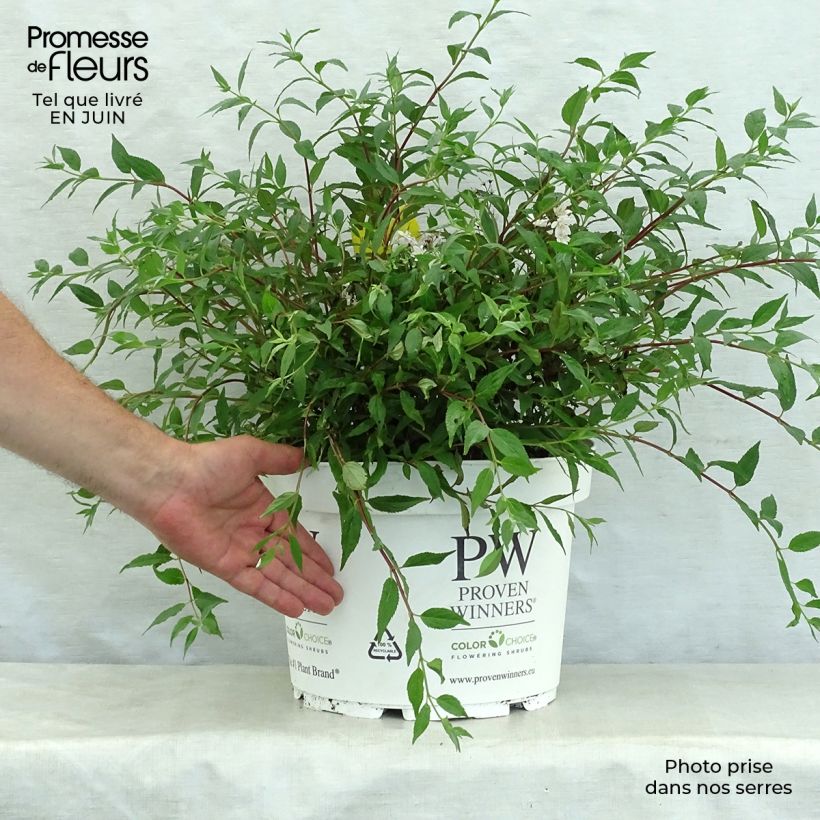 Ejemplar de Deutzia Yuki Cherry Blossom Maceta 7,5L/10L entregado en verano