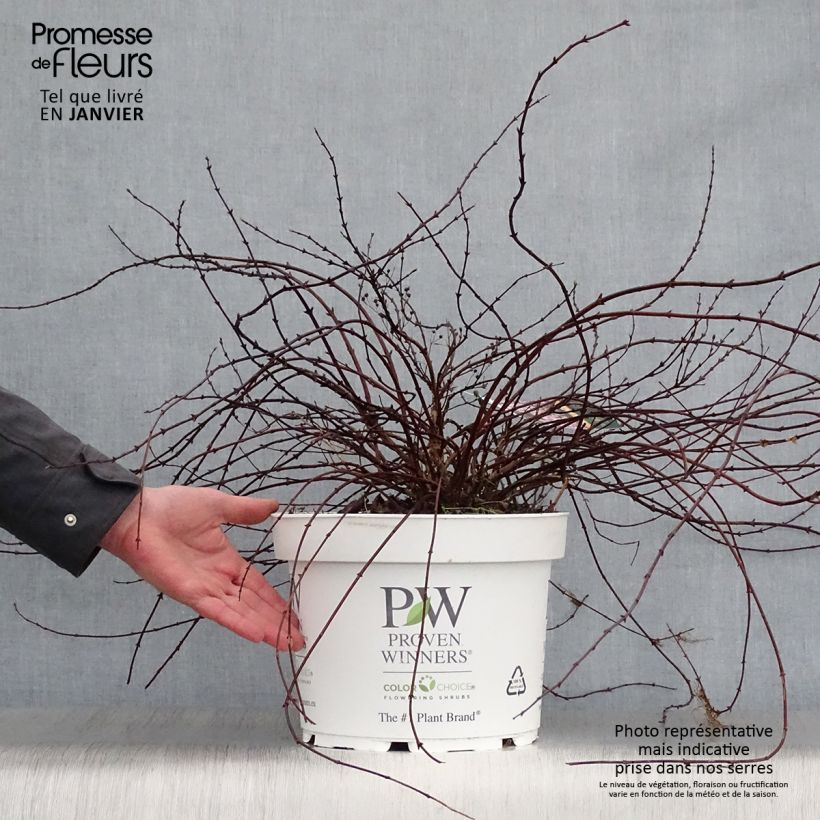 Deutzia Yuki Cherry Blossom Maceta 7,5L/10L Ejemplar entregado en invierno