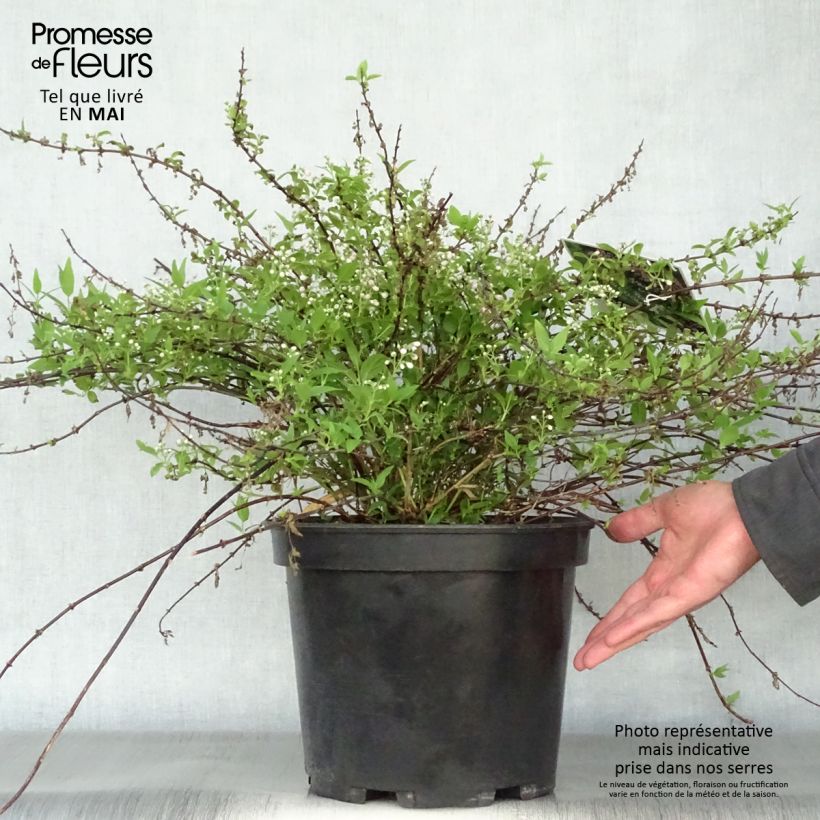 Deutzia Yuki Cherry Blossom Maceta 7,5L/10L Ejemplar entregado en la primavera