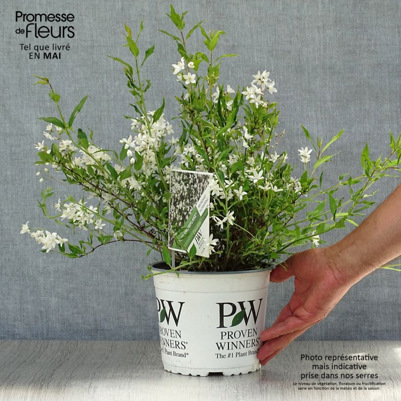 Ejemplar de Deutzia Yuki Snowflake Maceta 2L/3L entregado en verano