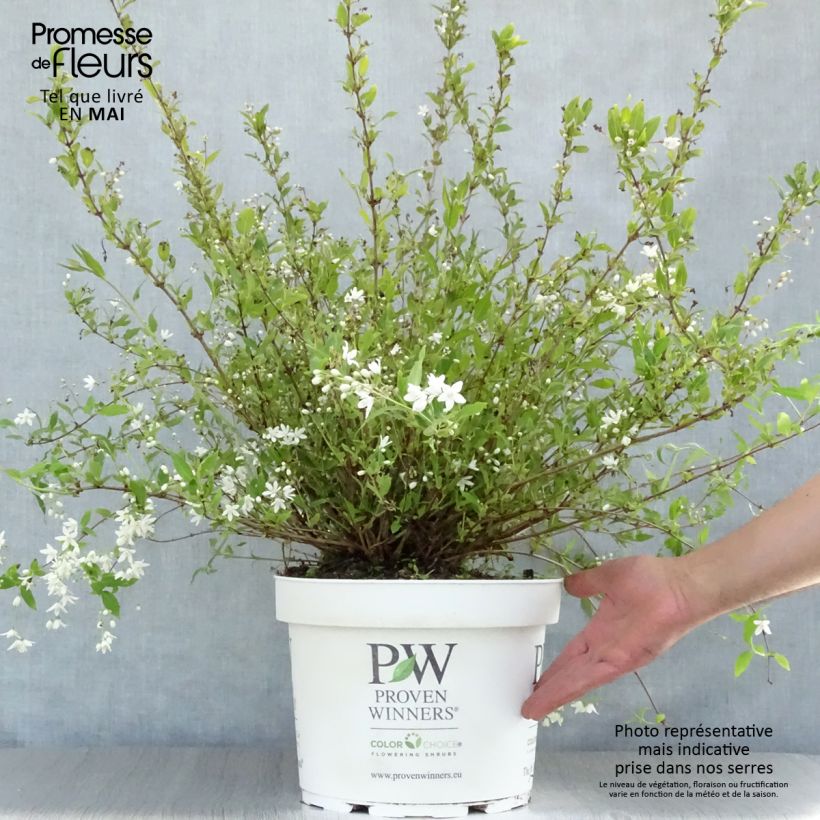 Deutzia Yuki Snowflake Maceta 7,5L/10L Ejemplar entregado en la primavera