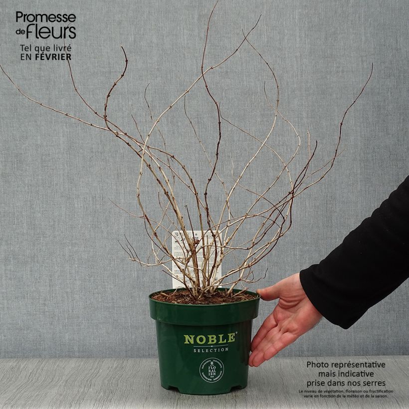 Deutzia compacta Lavender Time Maceta 3L/4L Ejemplar entregado en invierno