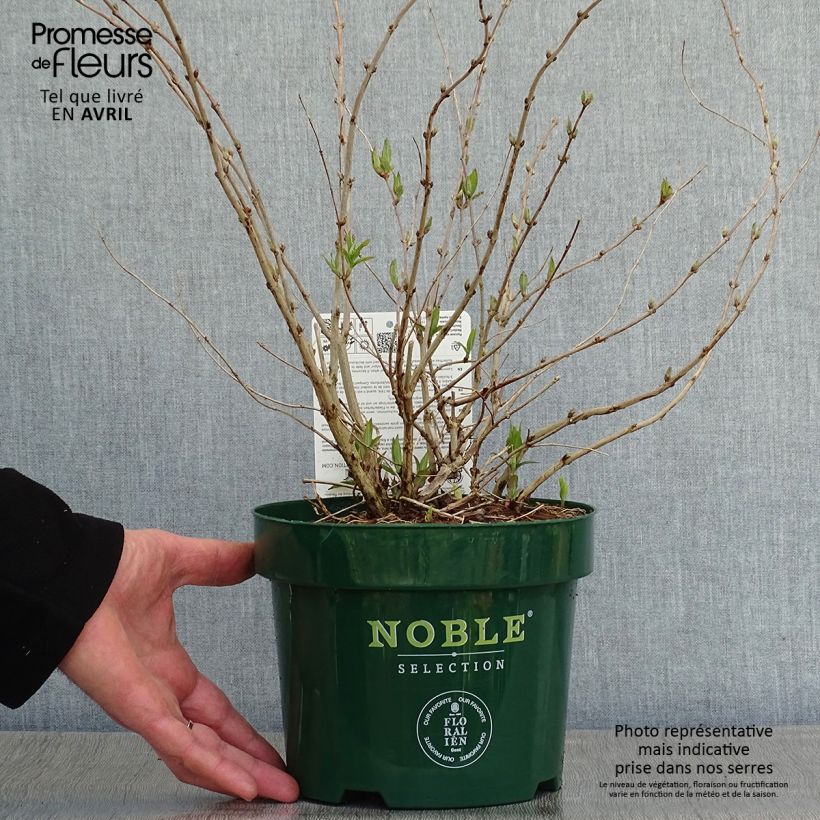 Deutzia compacta Lavender Time Maceta 3L/4L Ejemplar entregado en la primavera