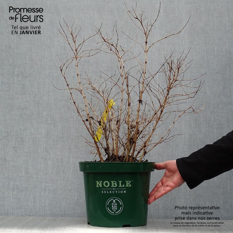 Deutzia compacta Lavender Time Maceta 7,5L/10L Ejemplar entregado en invierno