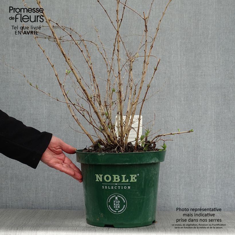 Deutzia compacta Lavender Time Maceta 7,5L/10L Ejemplar entregado en la primavera