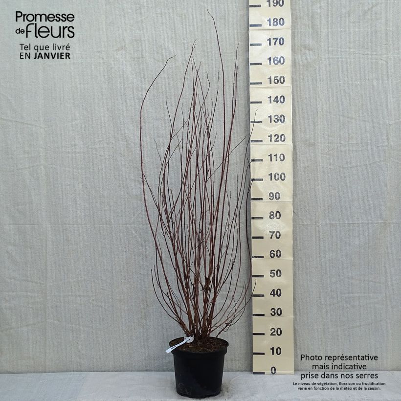 Deutzia crenata Pride of Rochester Maceta 7,5L/10L Ejemplar entregado en invierno