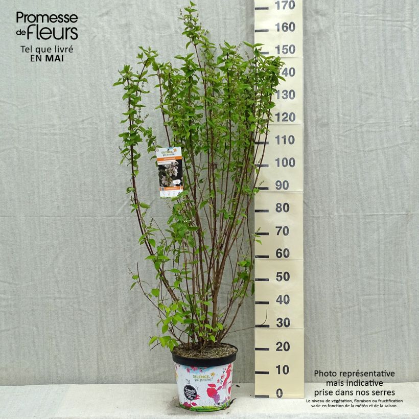 Deutzia crenata Pride of Rochester Maceta 7,5L/10L Ejemplar entregado en la primavera