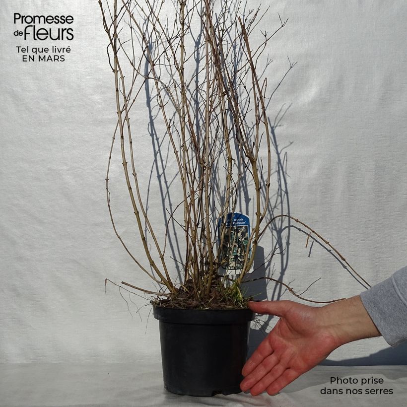 Deutzia crenata Pride of Rochester Maceta 2L/3L Ejemplar entregado en la primavera