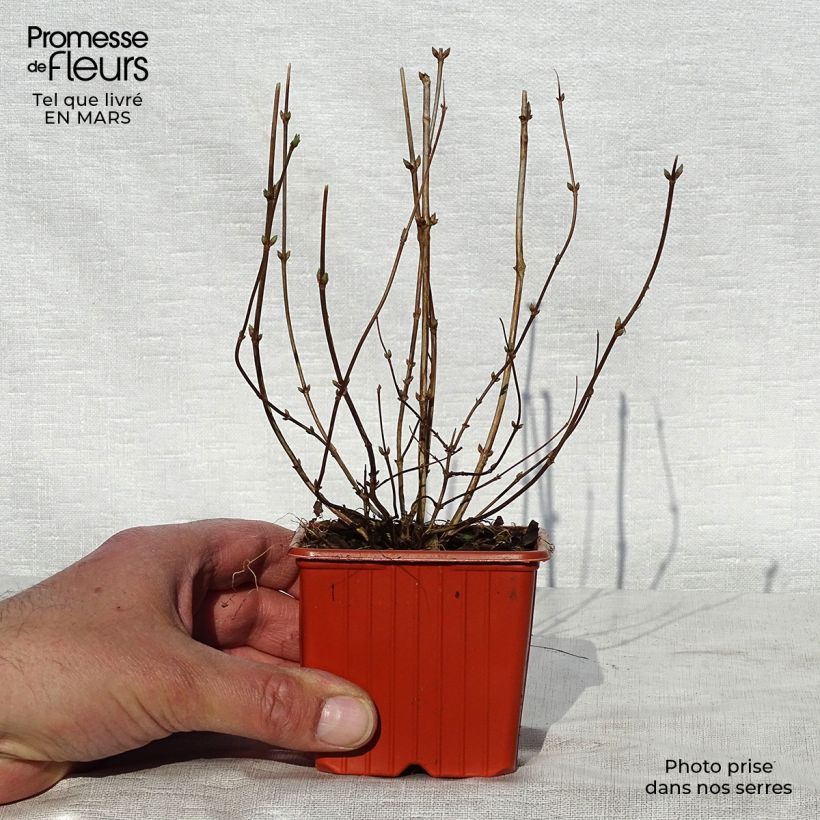 Deutzia crenata Pride of Rochester Maceta de 8/9 cm Ejemplar entregado en la primavera