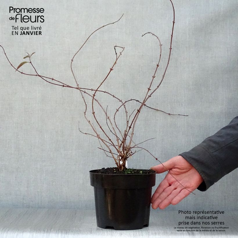 Deutzia elegantissima Rosealind Maceta 2L/3L Ejemplar entregado en invierno