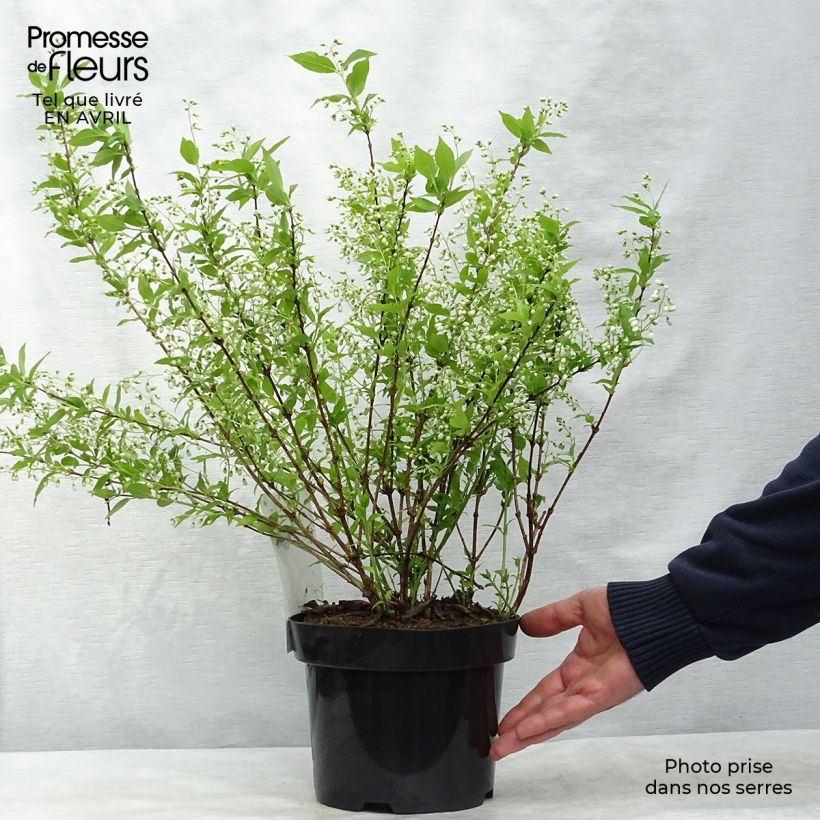 Deutzia gracilis Maceta 2L/3L Ejemplar entregado en la primavera