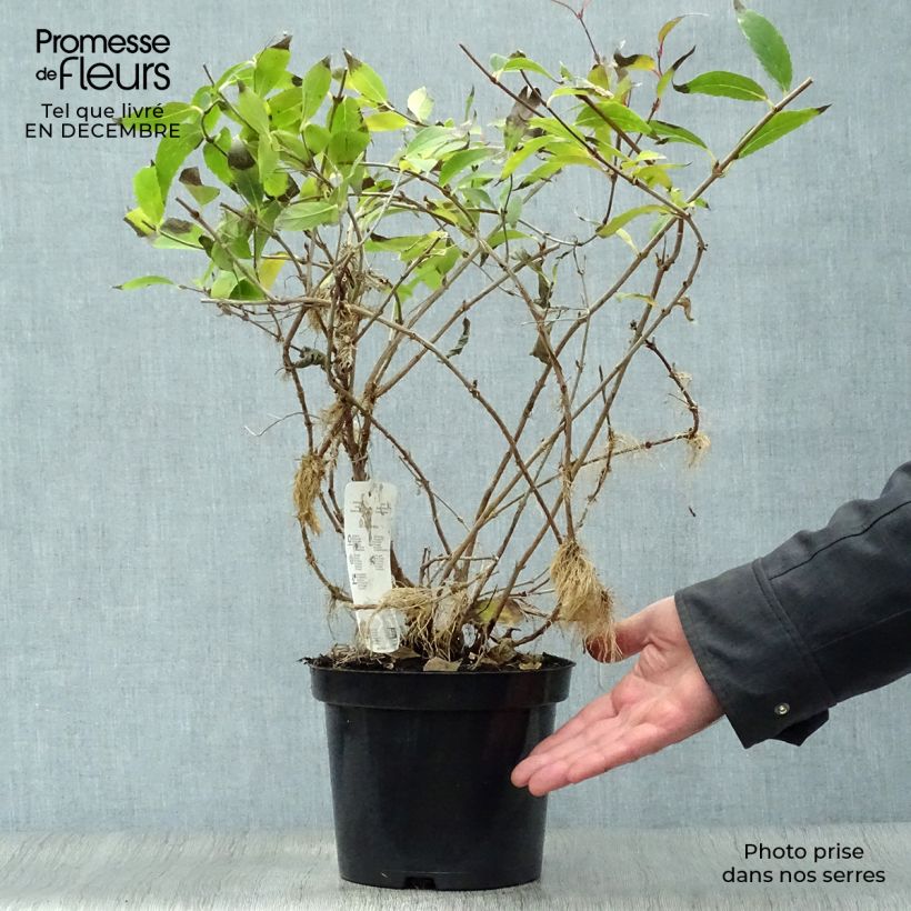 Deutzia gracilis Maceta 2L/3L Ejemplar entregado en invierno