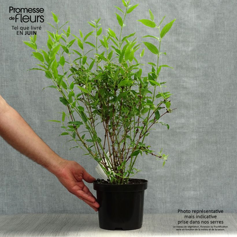 Ejemplar de Deutzia gracilis Maceta 2L/3L entregado en verano