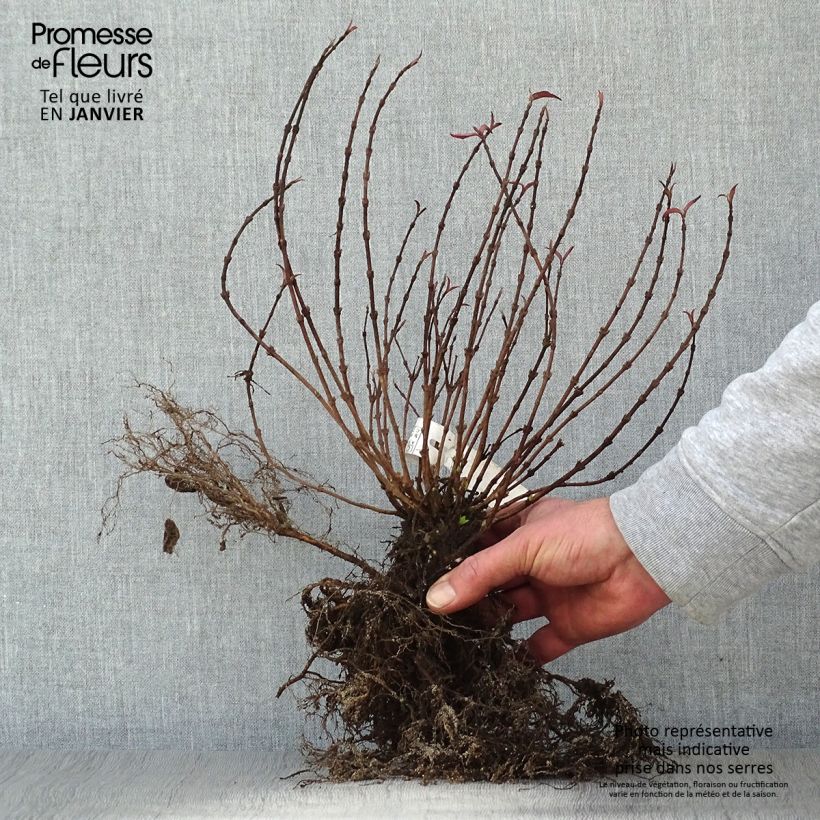 Deutzia gracilis Raíces desnudas Ejemplar entregado en invierno