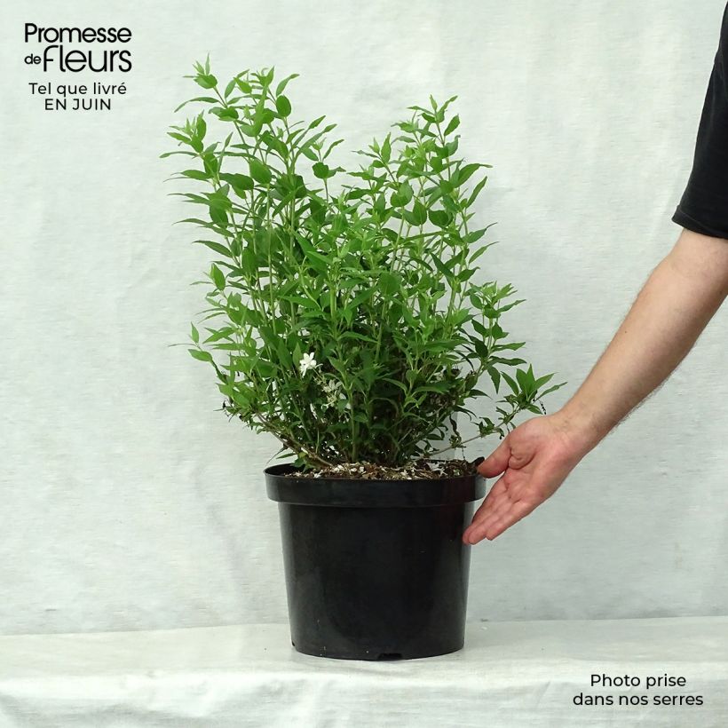 Ejemplar de Deutzia gracilis Nikko Maceta 7,5L/10L entregado en verano