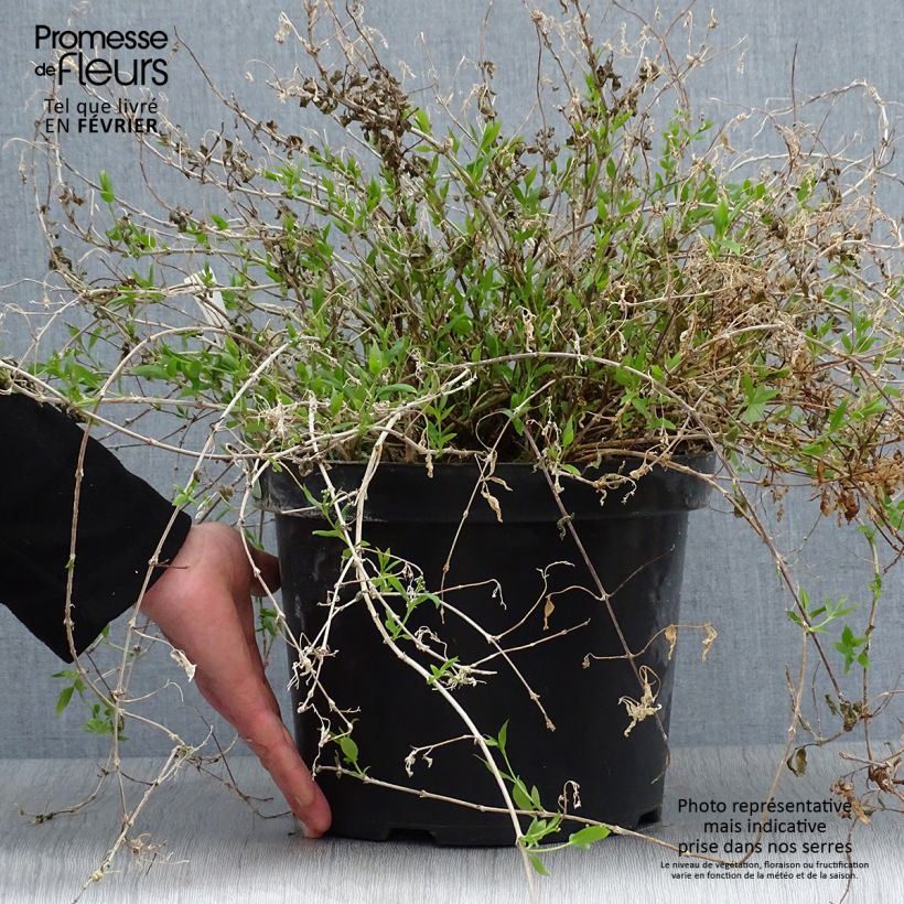 Deutzia gracilis Nikko Maceta 7,5L/10L Ejemplar entregado en invierno