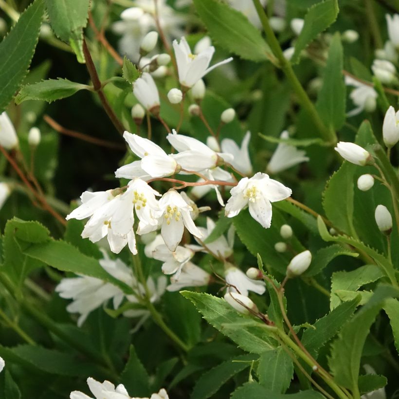 Deutzia gracilis Nikko (Floración)