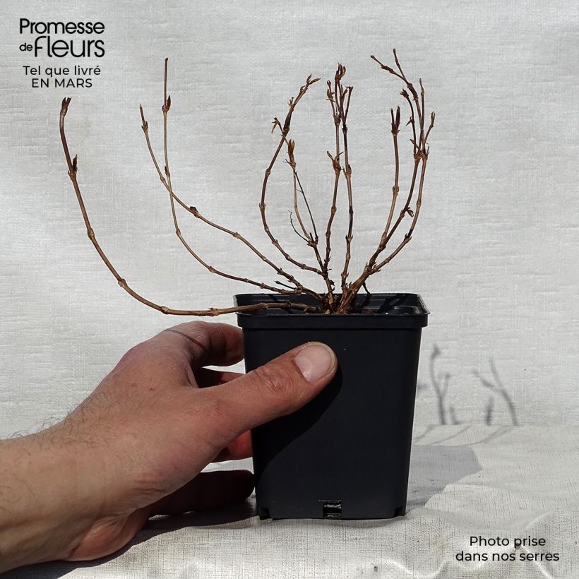 Deutzia gracilis Nikko Maceta de 8/9 cm Ejemplar entregado en la primavera