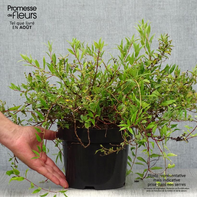 Ejemplar de Deutzia gracilis Nikko Maceta 2L/3L entregado en verano