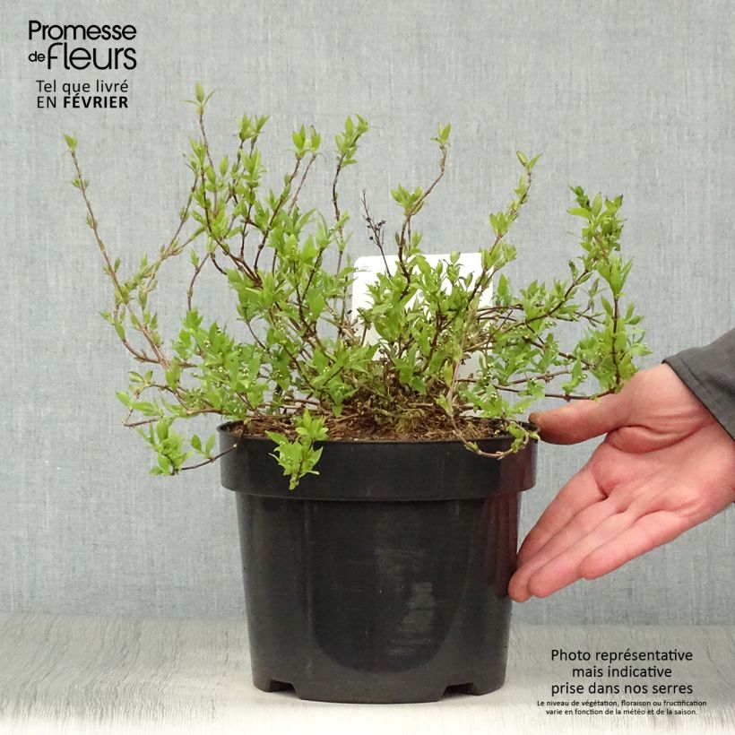 Deutzia gracilis Nikko Maceta 2L/3L Ejemplar entregado en invierno