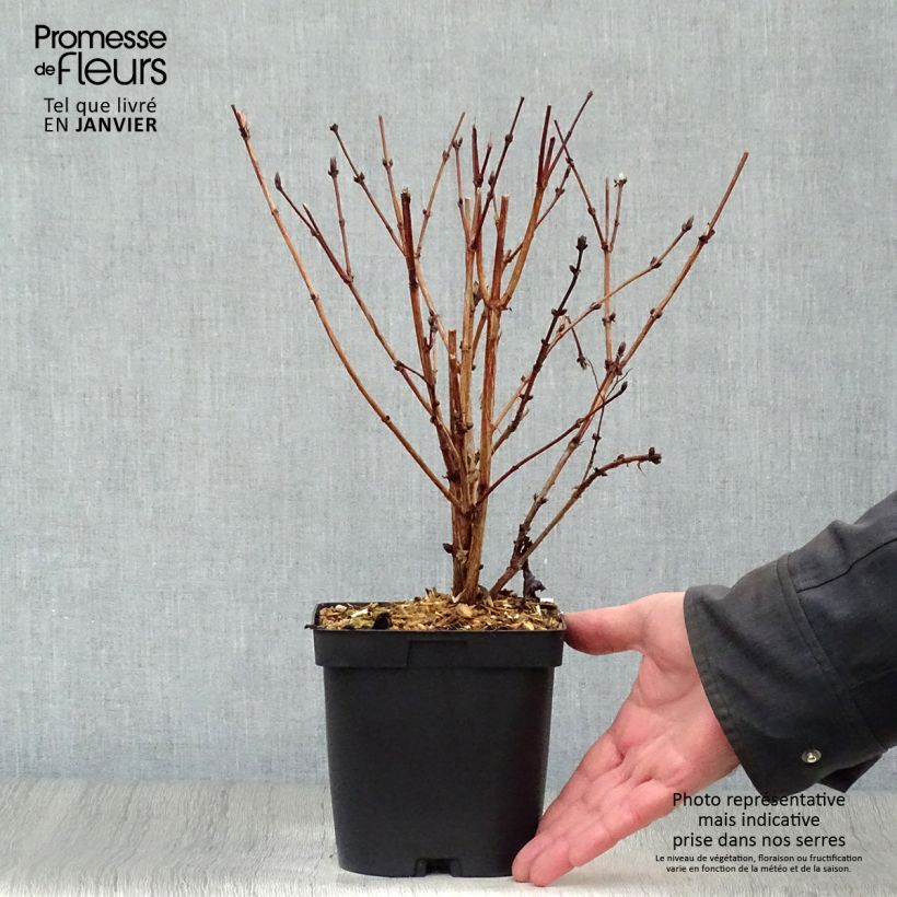 Deutzia hybrida Mont Rose hibrido Maceta 2L/3L Ejemplar entregado en invierno