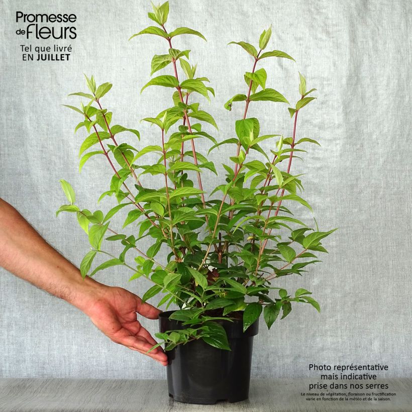 Ejemplar de Deutzia hybrida Strawberry Fields hibrido Maceta 2L/3L entregado en verano