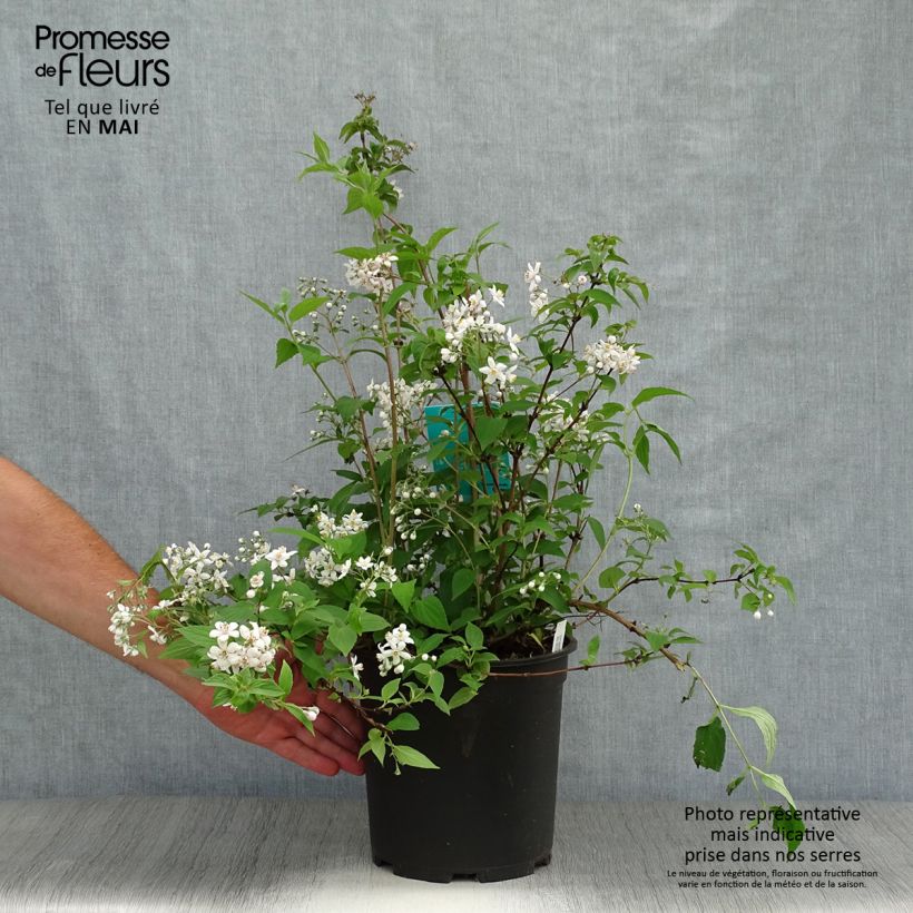 Deutzia hybrida Mont Rose hibrido Maceta 7,5L/10L Ejemplar entregado en la primavera
