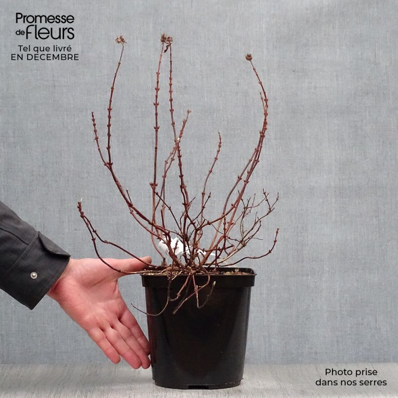 Deutzia hybrida Raspberry Sundae hibrido Maceta 3L/4L Ejemplar entregado en invierno