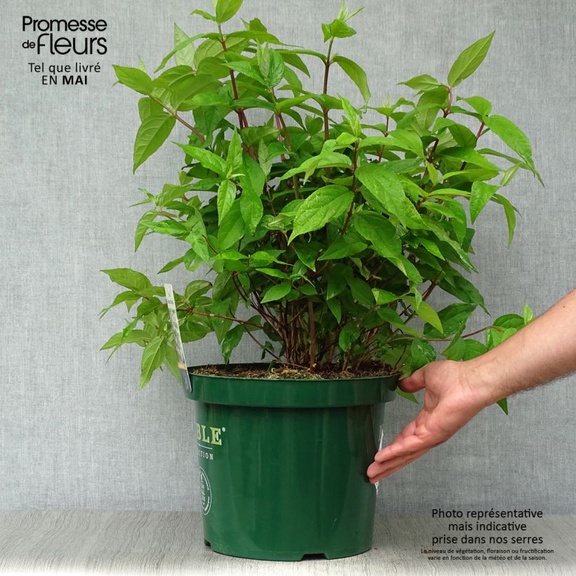 Deutzia hybrida Raspberry Sundae hibrido Maceta 7,5L/10L Ejemplar entregado en la primavera