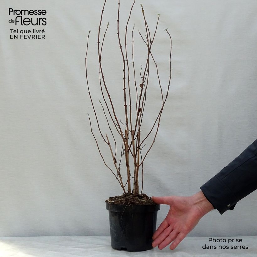 Deutzia magnifica Maceta 2L/3L Ejemplar entregado en invierno