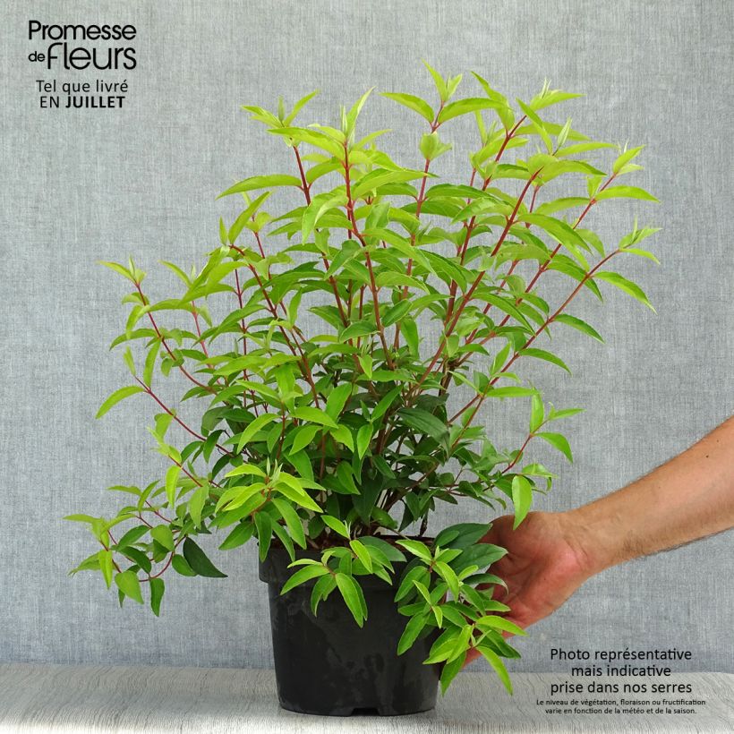 Ejemplar de Deutzia pulchra Maceta 2L/3L entregado en verano