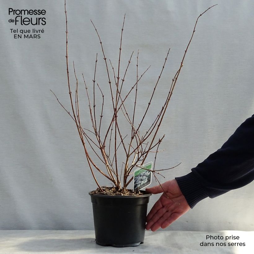 Deutzia rosea Campanulata Maceta 2L/3L Ejemplar entregado en la primavera