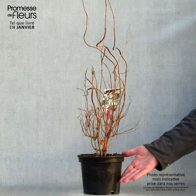 Deutzia scabra Codsall Pink Maceta 2L/3L Ejemplar entregado en invierno