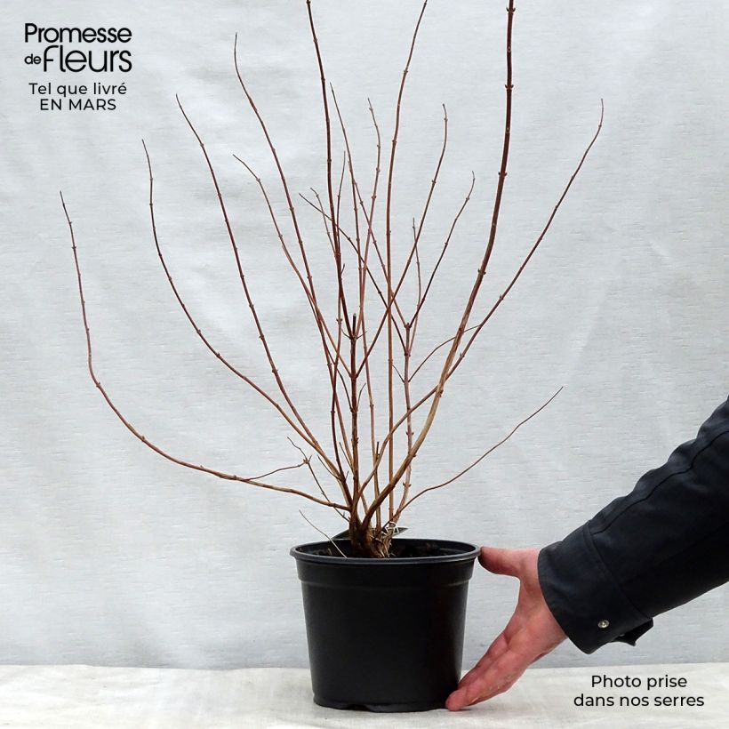 Deutzia scabra Plena Maceta 2L/3L Ejemplar entregado en la primavera