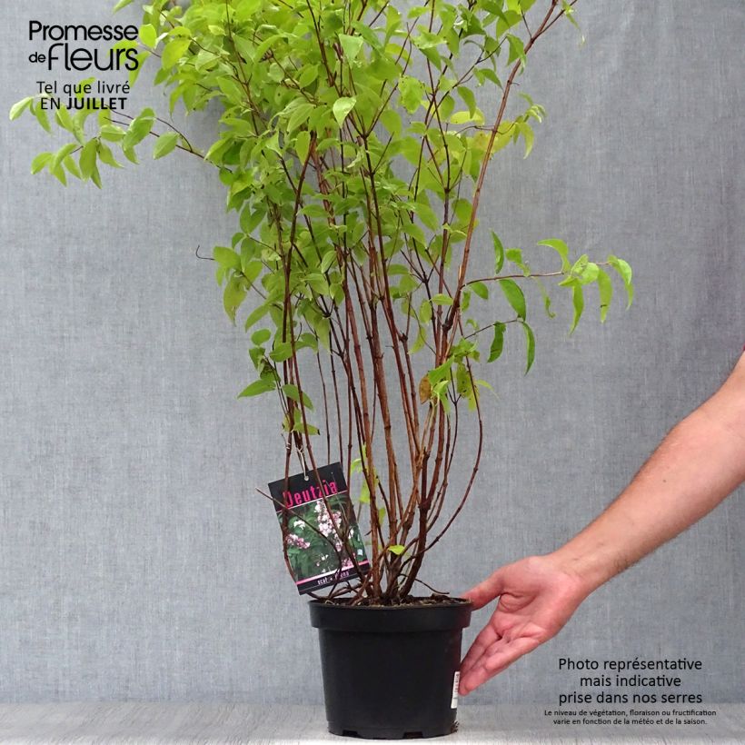 Ejemplar de Deutzia scabra Plena Maceta 2L/3L entregado en verano