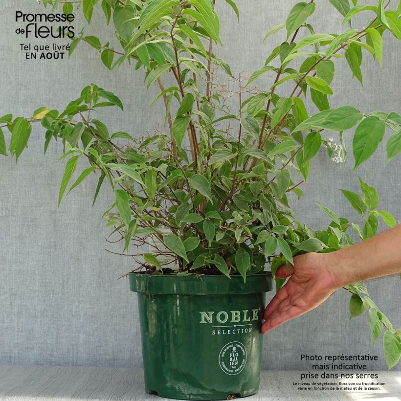 Ejemplar de Deutzia setchuenensis var. corymbiflora Maceta 7,5L/10L entregado en verano