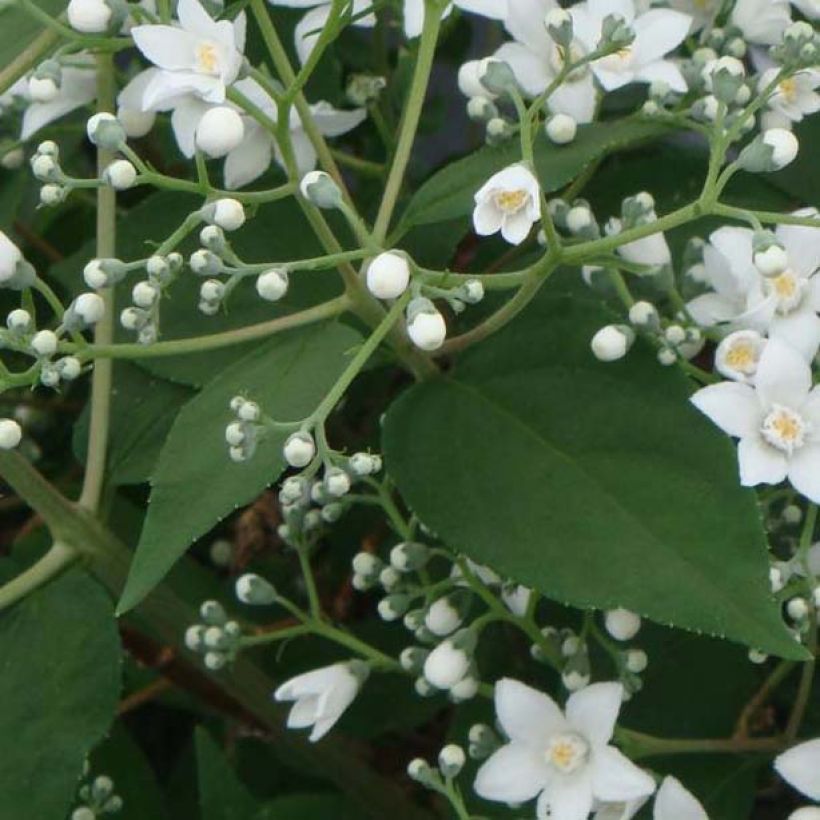 Deutzia setchuenensis var. corymbiflora (Follaje)
