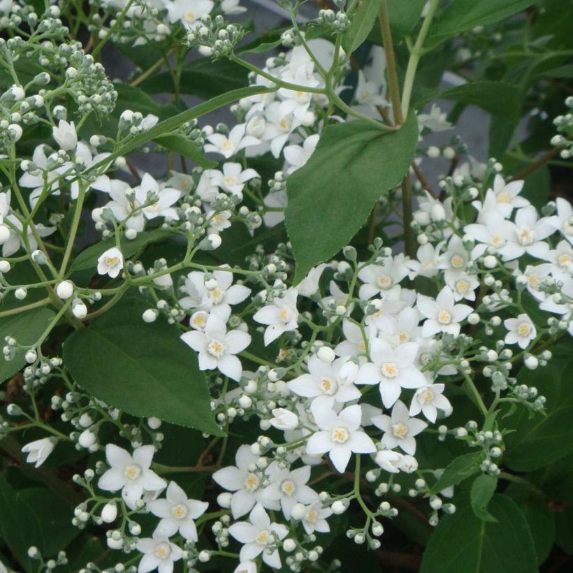 Deutzia setchuenensis var. corymbiflora (Floración)