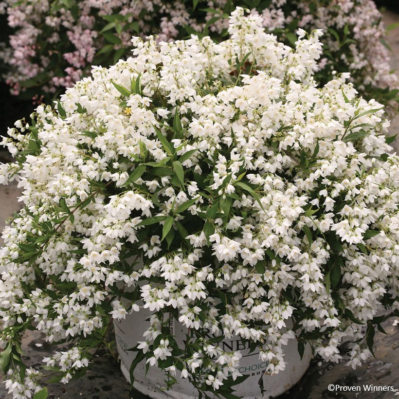 Deutzia Yuki Snowflake (Porte)