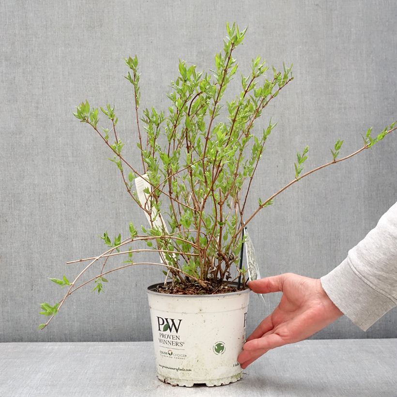 Deutzia Yuki Snowflake Maceta 2L/3L Ejemplar entregado en la primavera