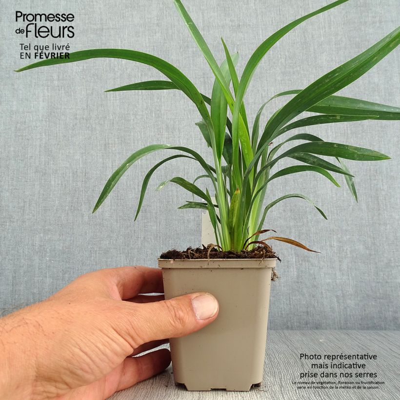Ejemplar de Dianella revoluta Blue Stream Maceta de 8/9 cm entregado en otoño