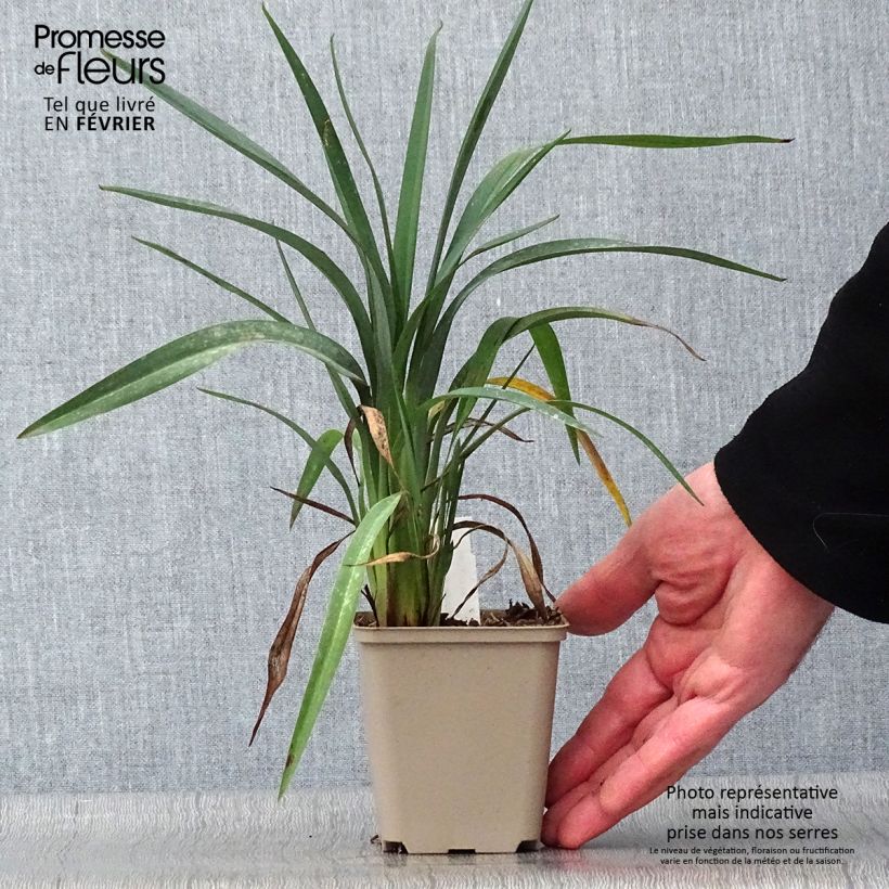 Dianella revoluta Blue Stream Maceta de 8/9 cm Ejemplar entregado en invierno