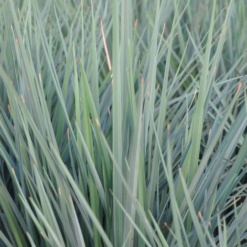 Dianella revoluta Coolvista (Follaje)