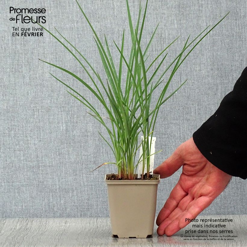 Dianella revoluta Coolvista Maceta de 8/9 cm Ejemplar entregado en invierno