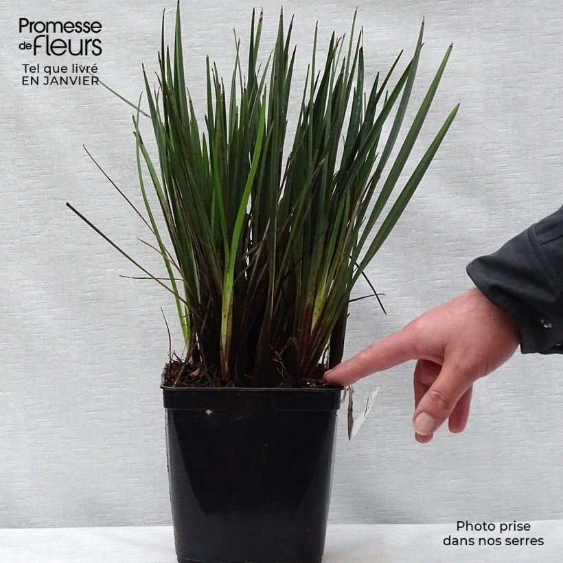 Dianella revoluta Little Rev Maceta 2L/3L Ejemplar entregado en invierno