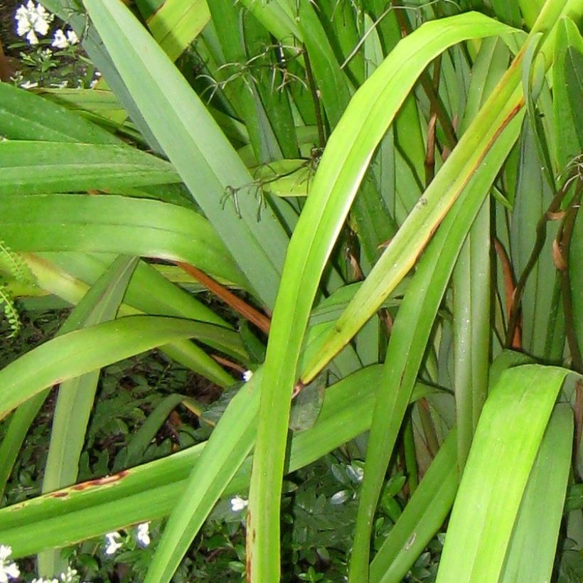 Dianella tasmanica (Follaje)